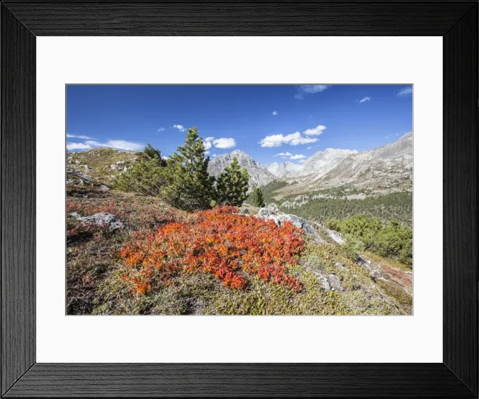Framed Print : Carpet of blueberries, Umbrail Pass, Mustair Valley, Canton of Grisons (Graubunden) Framed Print : Carpet of blueberries, Umbrail Pass, Mustair Valley, Canton of Grisons (Graubunden)
