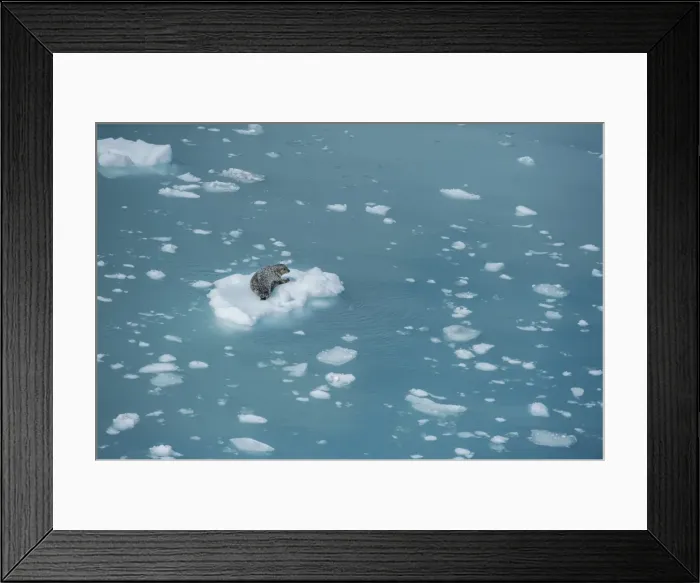 Framed Print : Harbour seal on ice floe, Glacier Bay, Alaska, United States of America, North America