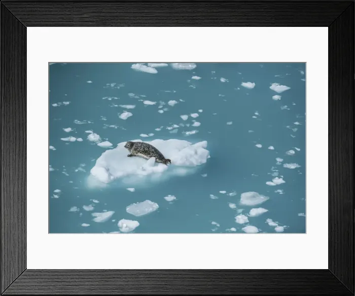 Framed Print : Harbour seal on ice floe, Glacier Bay, Alaska, United States of America, North America Framed Print : Harbour seal on ice floe, Glacier Bay, Alaska, United States of America, North America