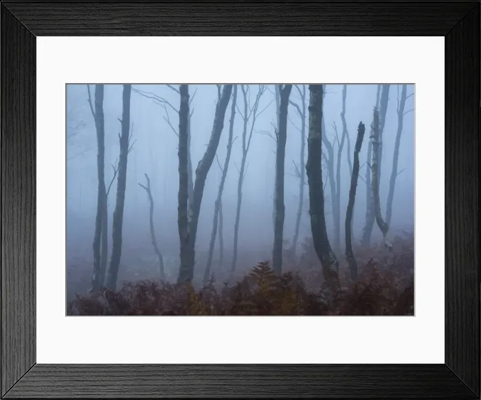 Framed Print : Silver birch (Betula pendula) trees and dawn fog in October, Peak District, Derbyshire Framed Print : Silver birch (Betula pendula) trees and dawn fog in October, Peak District, Derbyshire