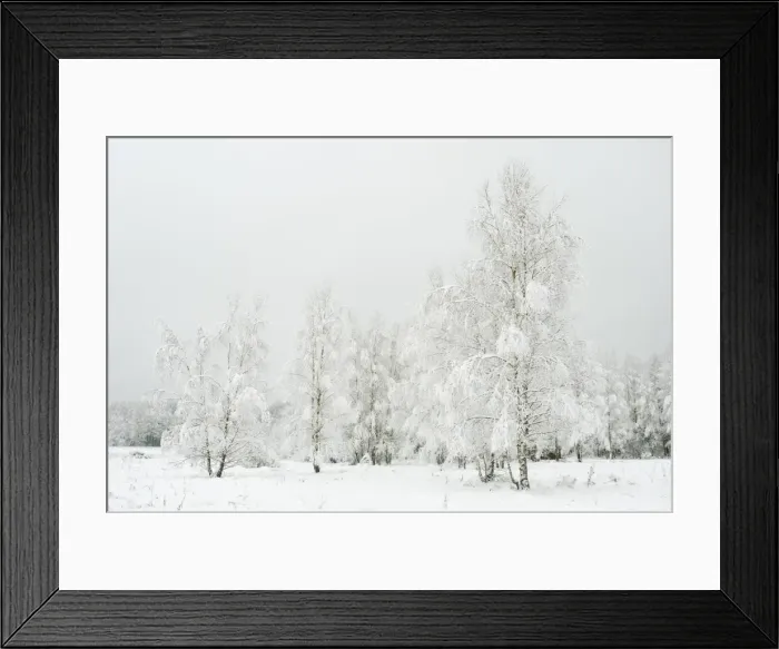 Framed Print : Silver birch (Betula pendual) tree growing on snow covered meadow in February, Bialowieza Framed Print : Silver birch (Betula pendual) tree growing on snow covered meadow in February, Bialowieza