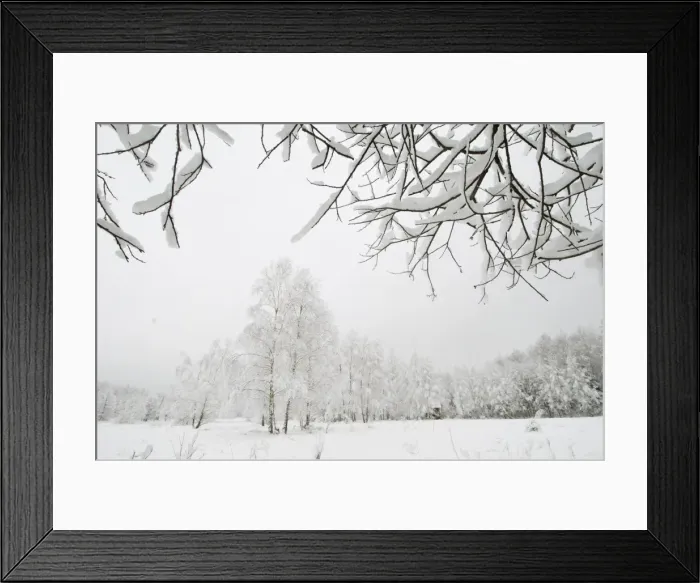 Framed Print : Silver birch (Betula pendual) tree, growing on snow covered meadow in February, Bialowieza Framed Print : Silver birch (Betula pendual) tree, growing on snow covered meadow in February, Bialowieza