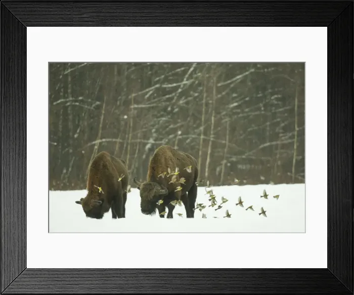 Framed Print : European bison (Bison bonasus) bull, standing in snow covered meadow in February Framed Print : European bison (Bison bonasus) bull, standing in snow covered meadow in February