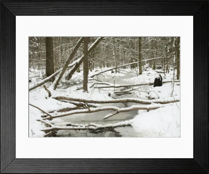 Framed Print : Frozen wetland area in snow covered primeval forest habitat in February, Bialowieza Framed Print : Frozen wetland area in snow covered primeval forest habitat in February, Bialowieza