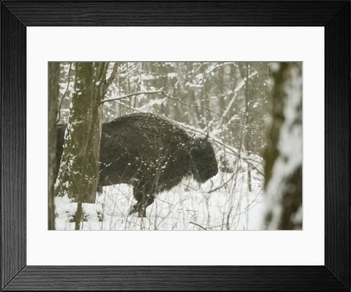 Framed Print : European bison (Bison bonasus) bull walking in snow covered forest habitat in February Framed Print : European bison (Bison bonasus) bull walking in snow covered forest habitat in February