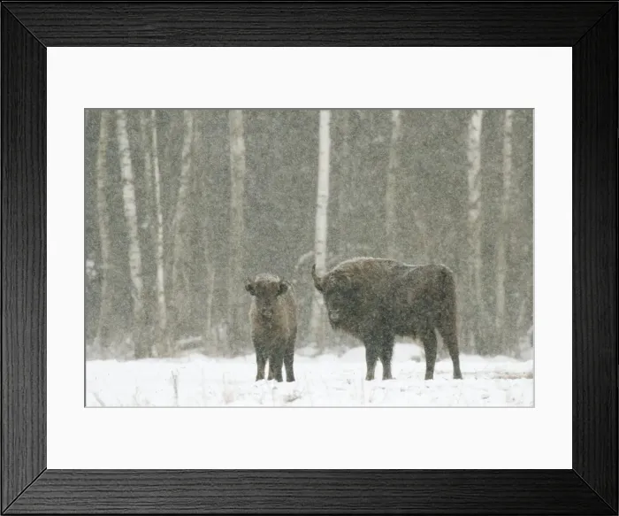 Framed Print : European bison (Bison bonasus) female with calf, standing on snow covered field in February Framed Print : European bison (Bison bonasus) female with calf, standing on snow covered field in February