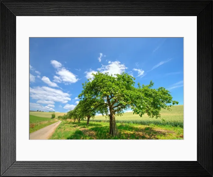 Framed Print : Row of apple trees in Kraichgau region, Baden-Wurttemberg, Germany, Europe Framed Print : Row of apple trees in Kraichgau region, Baden-Wurttemberg, Germany, Europe