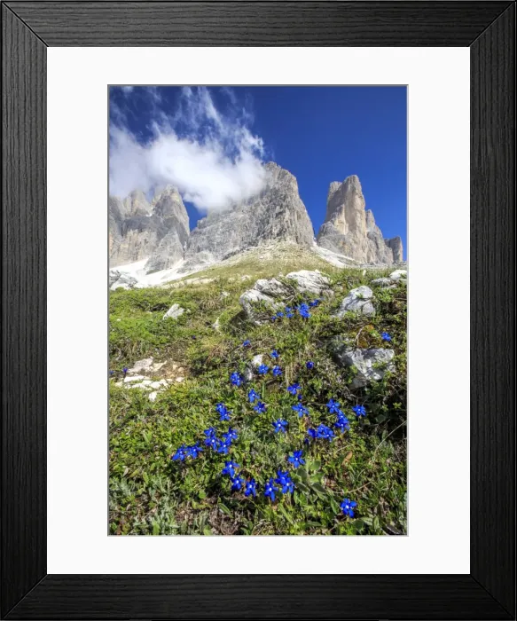 Framed Print : Gentians bloom around the Three Peaks of Lavaredo, Sesto, Dolomites, Trentino-Alto Adige Framed Print : Gentians bloom around the Three Peaks of Lavaredo, Sesto, Dolomites, Trentino-Alto Adige