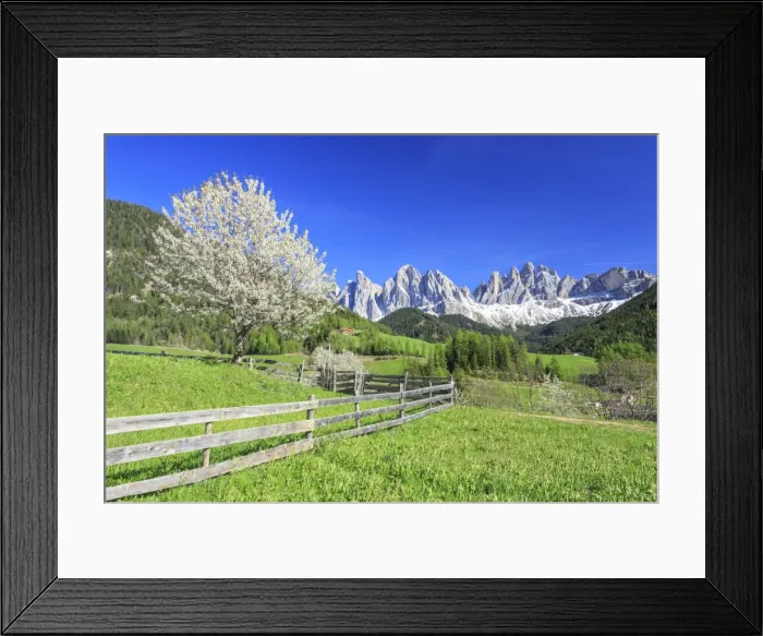 Framed Print : The Odle in background enhanced by flowering trees, Funes Valley, South Tyrol, Dolomites Framed Print : The Odle in background enhanced by flowering trees, Funes Valley, South Tyrol, Dolomites