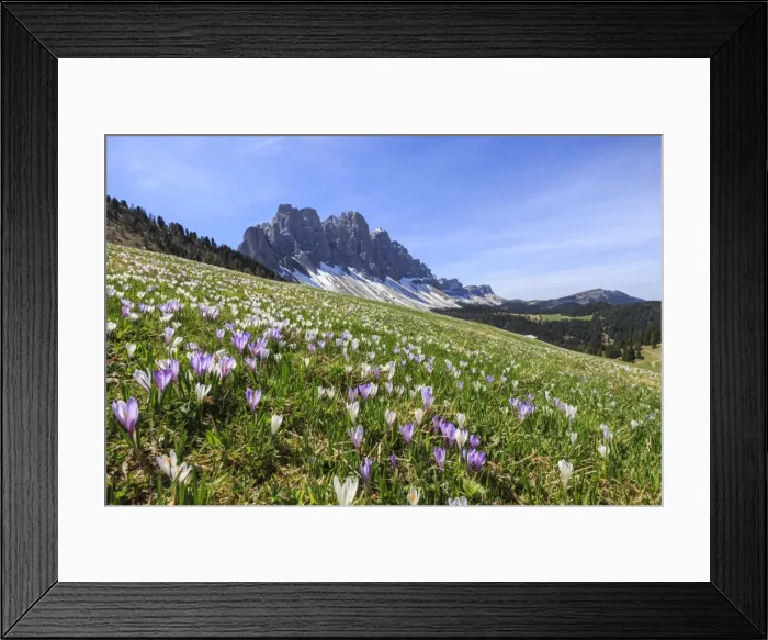 Framed Print : Flowers bloom on the meadows at the foot of the Odle, Malga Gampen, Funes Valley Framed Print : Flowers bloom on the meadows at the foot of the Odle, Malga Gampen, Funes Valley