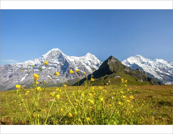 Yellow flowers framing Mount Eiger, Mannlichen, Grindelwald, Bernese Oberland, Canton of Bern