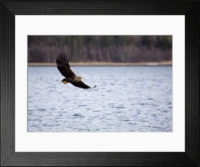 Framed Print : White tailed sea eagle, Flatanger, Trondelag, Norway, Scandinavia, Europe Framed Print : White tailed sea eagle, Flatanger, Trondelag, Norway, Scandinavia, Europe