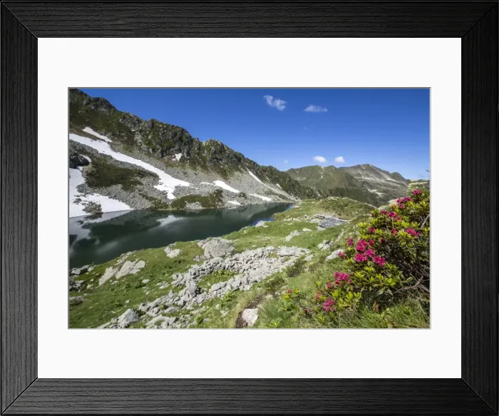 Framed Print : Rhododendrons and Lake Porcile, Tartano Valley, Orobie Alps, Lombardy, Italy, Europe Framed Print : Rhododendrons and Lake Porcile, Tartano Valley, Orobie Alps, Lombardy, Italy, Europe