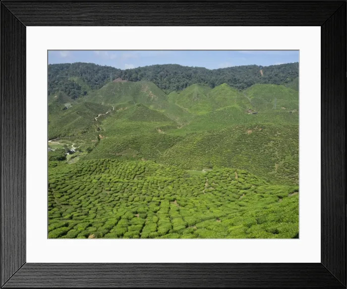 Framed Print : Tea plantation in the Cameron Highlands, Malaysia, Southeast Asia, Asia