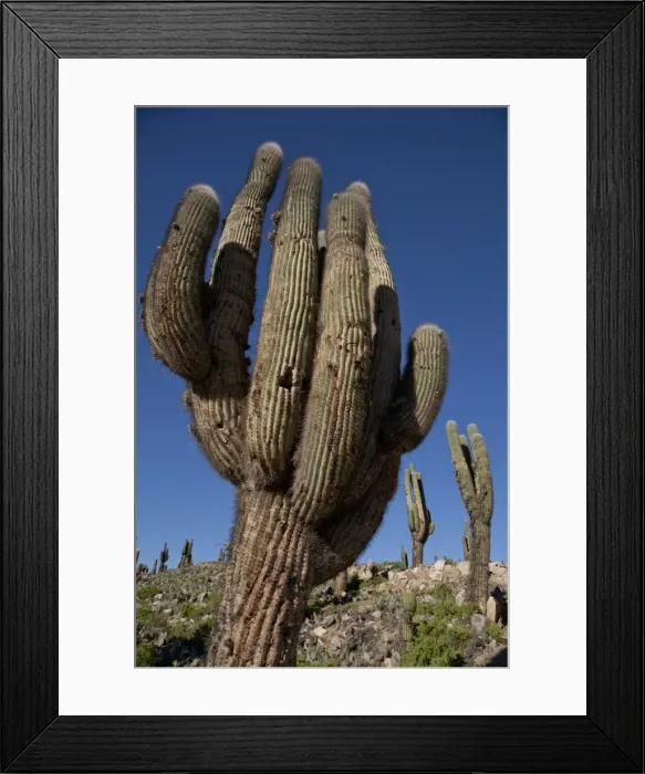 Framed Print : Arid landscape with cactii and desert rock formations near Humahuaca in Jujuy province Framed Print : Arid landscape with cactii and desert rock formations near Humahuaca in Jujuy province