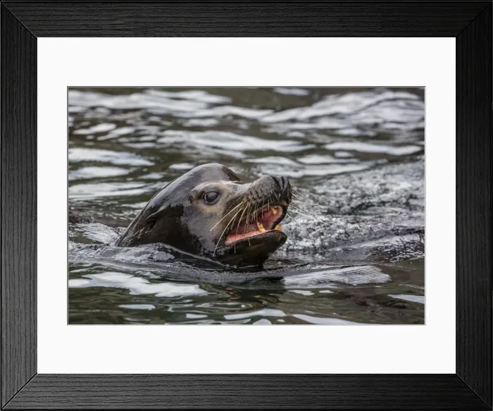 Framed Print : California sea lion bull (Zalophus californianus) on Isla San Pedro Martir, Baja California Framed Print : California sea lion bull (Zalophus californianus) on Isla San Pedro Martir, Baja California