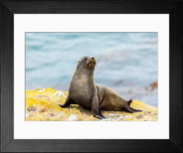 Framed Print : Fur seal (Arctocephalus forsteri), Moeraki, South Island, New Zealand, Pacific Framed Print : Fur seal (Arctocephalus forsteri), Moeraki, South Island, New Zealand, Pacific