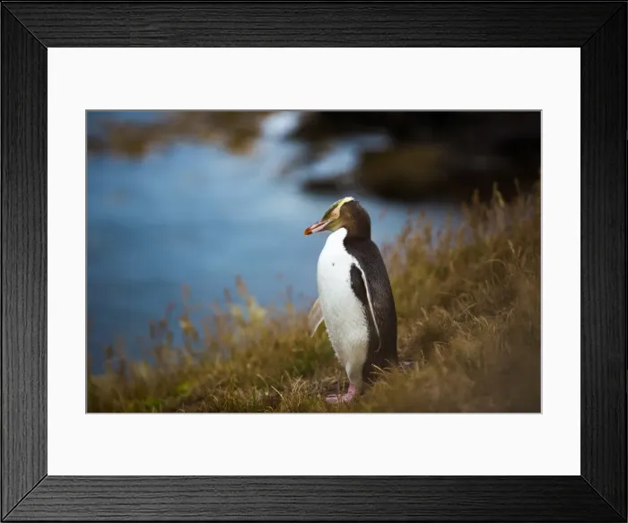 Framed Print : Yellow-eyed penguin (Megadyptes antipodes), Moeraki, South Island, New Zealand, Pacific Framed Print : Yellow-eyed penguin (Megadyptes antipodes), Moeraki, South Island, New Zealand, Pacific