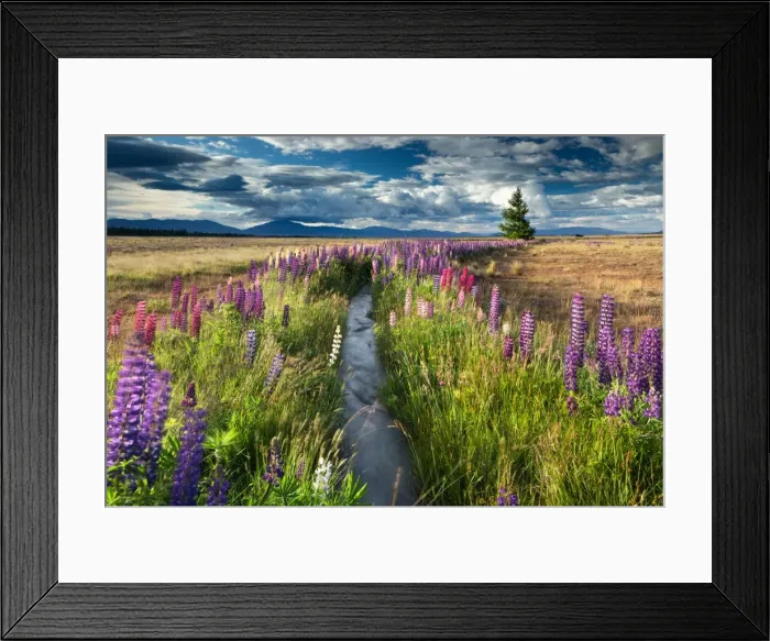 Framed Print : Lupin lined stream, near Lake Tekapo, Mackenzie Country, South Island, New Zealand Framed Print : Lupin lined stream, near Lake Tekapo, Mackenzie Country, South Island, New Zealand
