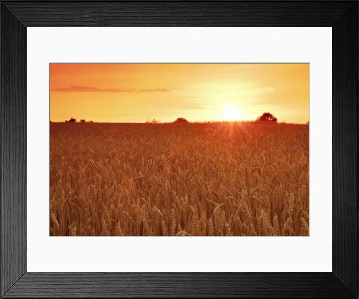 Framed Print : Cornfield in summer at sunset, Swabian Alps, Baden-Wurttemberg, Germany, Europe Framed Print : Cornfield in summer at sunset, Swabian Alps, Baden-Wurttemberg, Germany, Europe