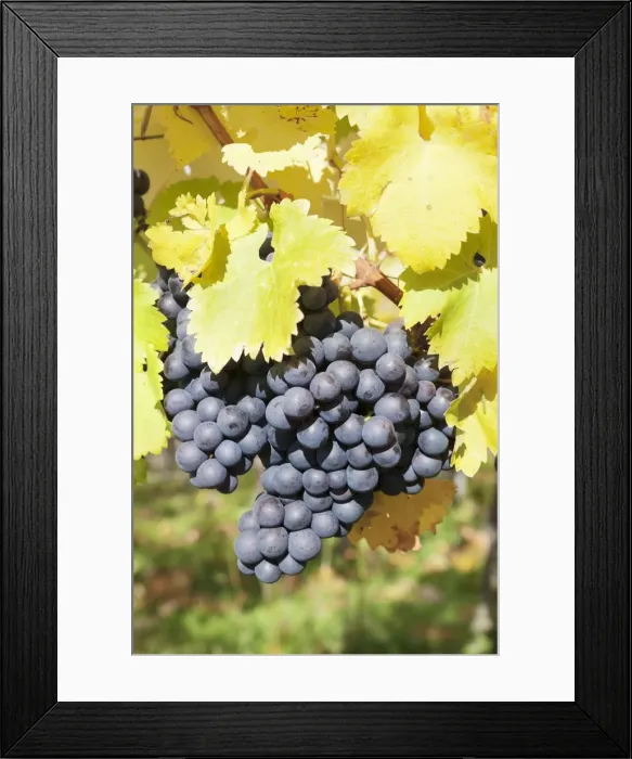 Framed Print : Vineyards with red wine grapes in autumn, Uhlbach, Baden-Wurttemberg, Germany, Europe Framed Print : Vineyards with red wine grapes in autumn, Uhlbach, Baden-Wurttemberg, Germany, Europe