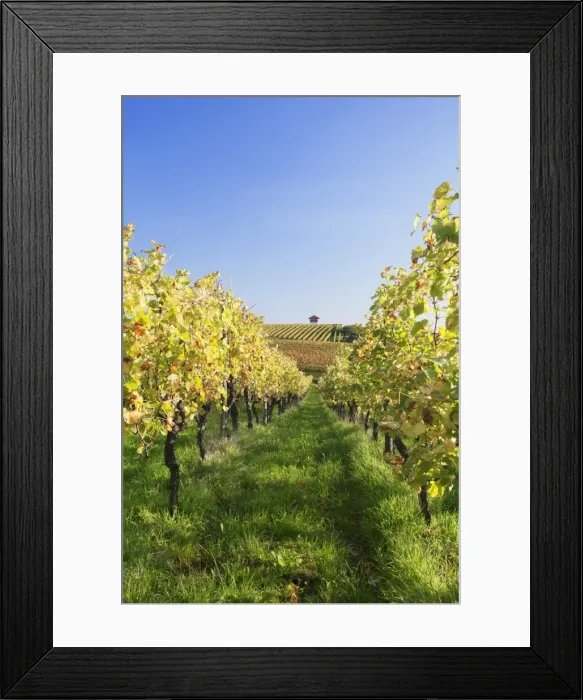 Framed Print : Cottage in vineyards in autumn, Uhlbach, Baden-Wurttemberg, Germany, Europe Framed Print : Cottage in vineyards in autumn, Uhlbach, Baden-Wurttemberg, Germany, Europe
