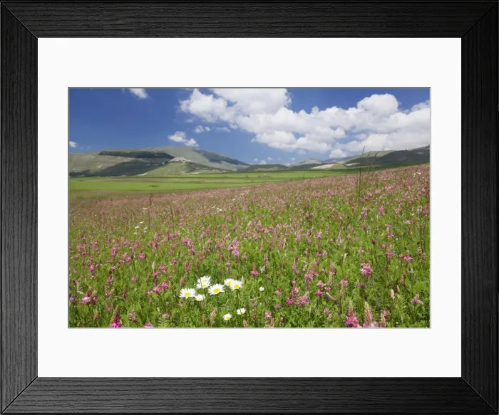 Framed Print : Field of wildflowers, Castelluccio di Norcia, Piano Grande, Monti Sibillini National Park Framed Print : Field of wildflowers, Castelluccio di Norcia, Piano Grande, Monti Sibillini National Park