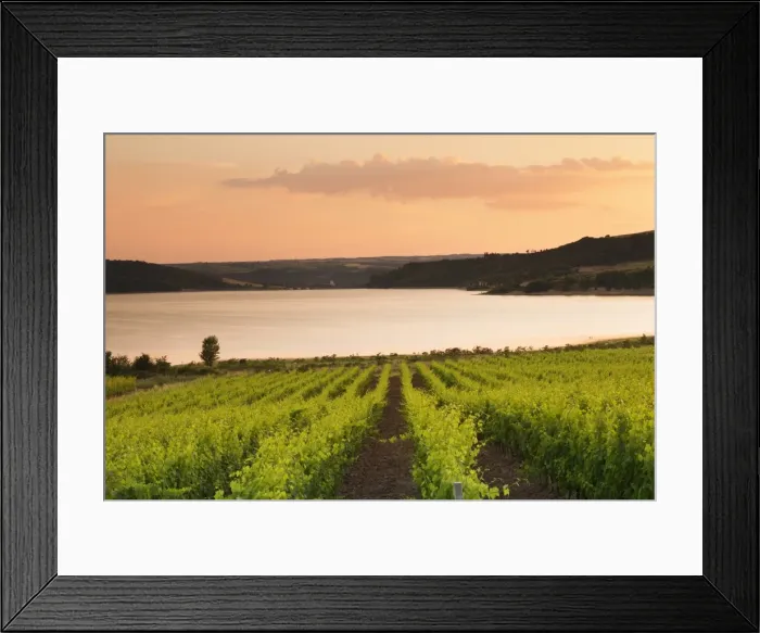 Framed Print : Vineyards at Lago di Corbara Lake at sunset, Perugia District, Umbria, Italy, Europe Framed Print : Vineyards at Lago di Corbara Lake at sunset, Perugia District, Umbria, Italy, Europe