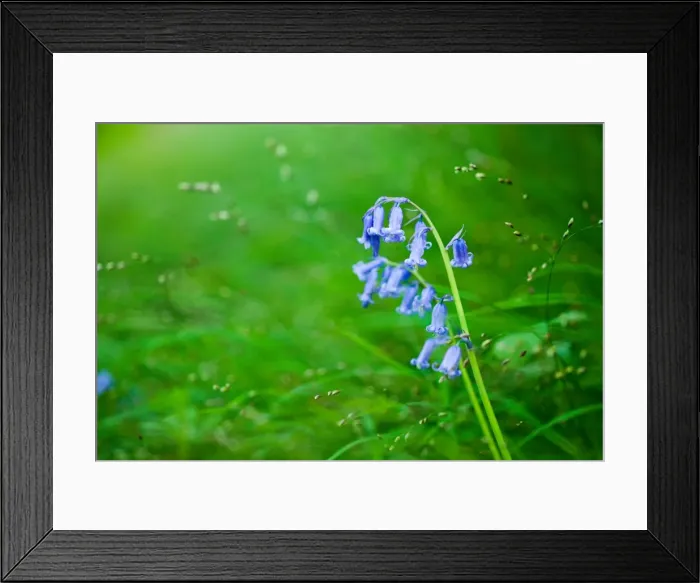 Framed Print : Bluebell (Hyacinthoides non-scripta), Oxfordshire, England, United Kingdom, Europe Framed Print : Bluebell (Hyacinthoides non-scripta), Oxfordshire, England, United Kingdom, Europe