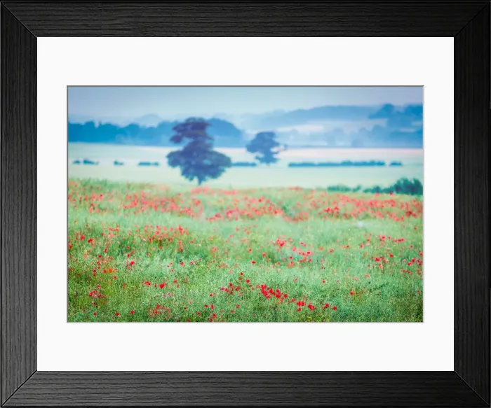 Framed Print : Poppy fields, Deddington, Oxfordshire, England, United Kingdom, Europe Framed Print : Poppy fields, Deddington, Oxfordshire, England, United Kingdom, Europe