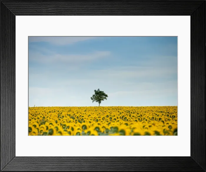 Framed Print : Sunflowers (Helianthus), Chillac, Charente, France, Europe Framed Print : Sunflowers (Helianthus), Chillac, Charente, France, Europe