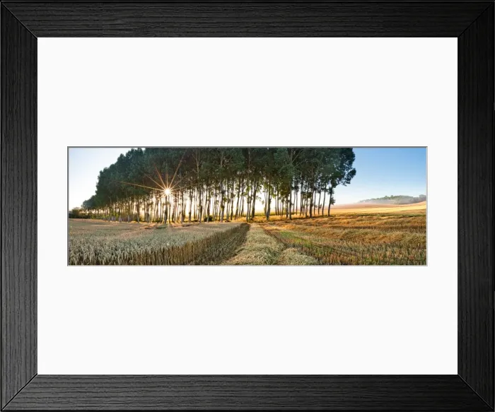 Framed Print : Poplar trees, Chillac, Charente, France, Europe Framed Print : Poplar trees, Chillac, Charente, France, Europe