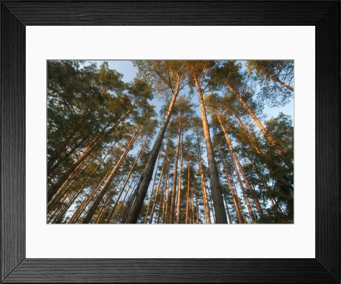Framed Print : Pine (Pinus sp. ) tree plantation, late afternoon sunlight in February, Bialowieza National Park Framed Print : Pine (Pinus sp. ) tree plantation, late afternoon sunlight in February, Bialowieza National Park