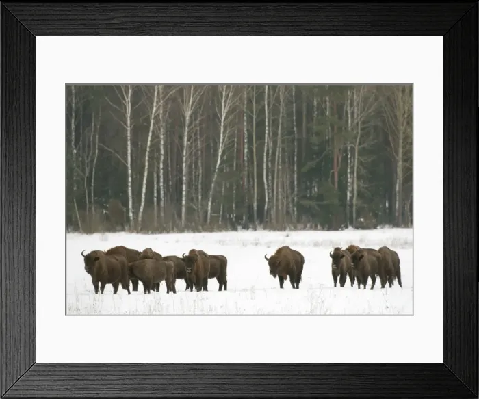 Framed Print : European bison (Bison bonasus) herd walking on snow covered field in February, Bialowieza Framed Print : European bison (Bison bonasus) herd walking on snow covered field in February, Bialowieza