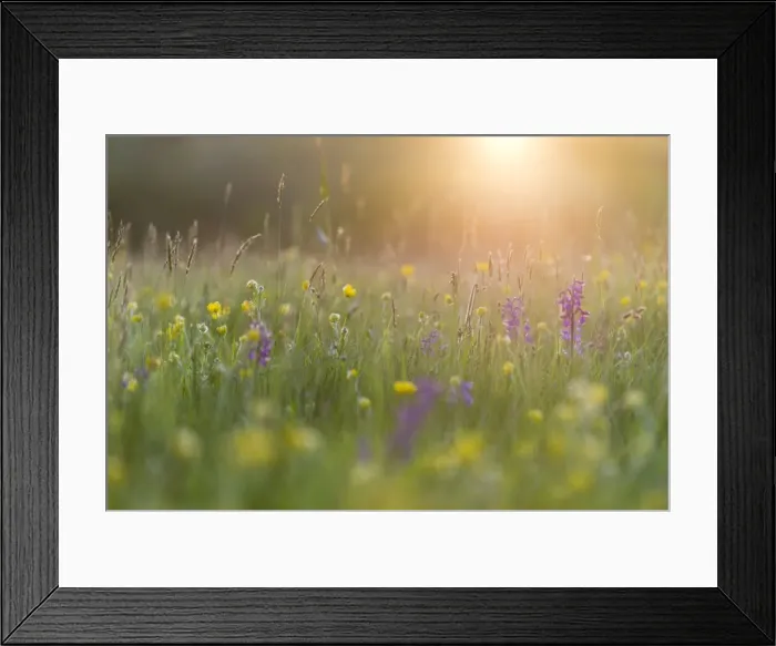 Framed Print : Green-winged orchid (Orchis morio) flowering in evening sunlight, Marden Meadow Nature Reserve Framed Print : Green-winged orchid (Orchis morio) flowering in evening sunlight, Marden Meadow Nature Reserve