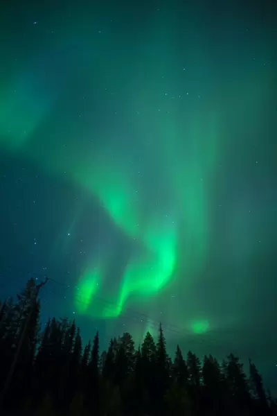 Aurora Borealis over coniferous forest at night, Muonio, Northern Finland, Finland