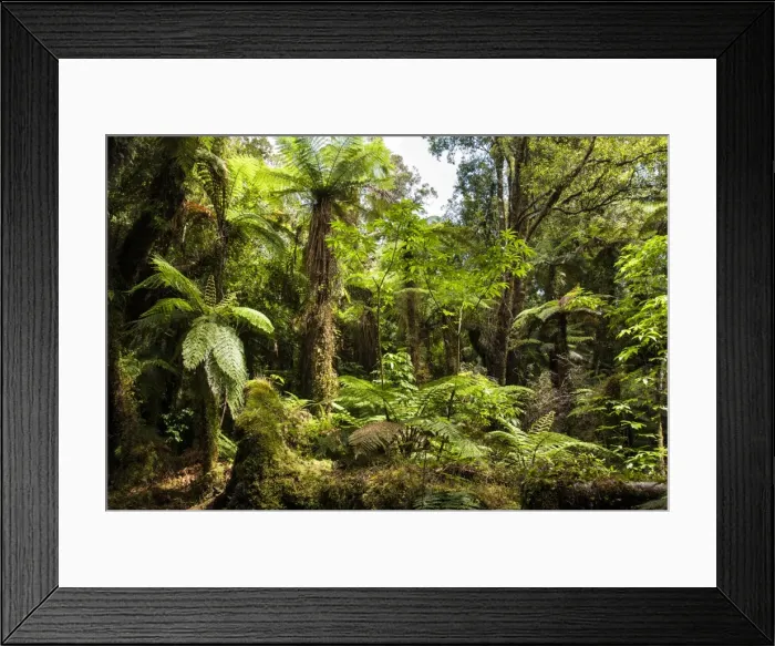 Framed Print : Tree ferns in Glow Worm Dell (Miniehaha), Fox Glacier village, Westland, South Island Framed Print : Tree ferns in Glow Worm Dell (Miniehaha), Fox Glacier village, Westland, South Island