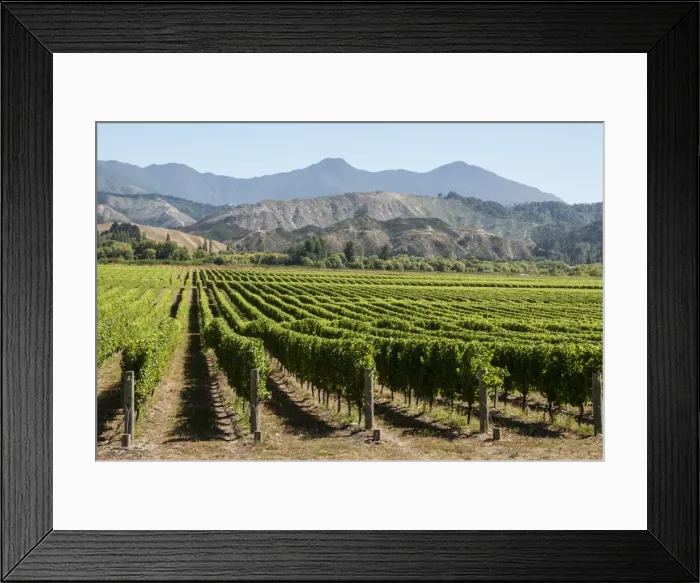 Framed Print : Wairau Valley vineyards, Blenheim, South Island, New Zealand, Pacific Framed Print : Wairau Valley vineyards, Blenheim, South Island, New Zealand, Pacific