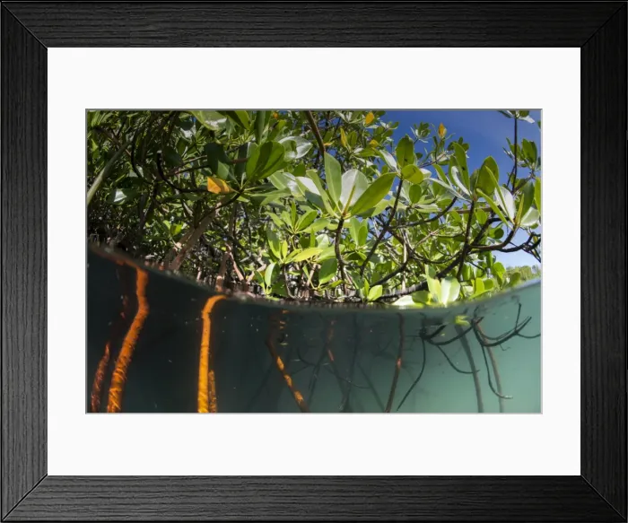 Framed Print : Rhizophora sp. mangrove above and below split shots from Sau Bay, Vanua Levu, Fiji Framed Print : Rhizophora sp. mangrove above and below split shots from Sau Bay, Vanua Levu, Fiji