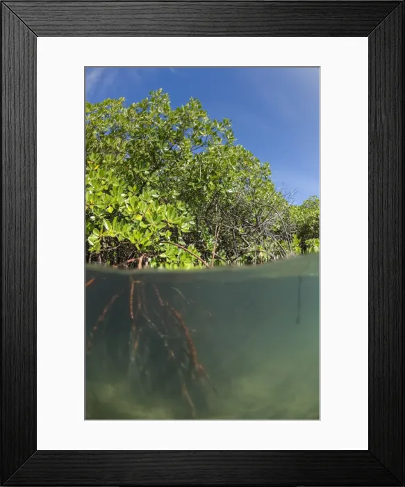 Framed Print : Rhizophora sp. mangrove above and below split shots from Sau Bay, Vanua Levu, Fiji