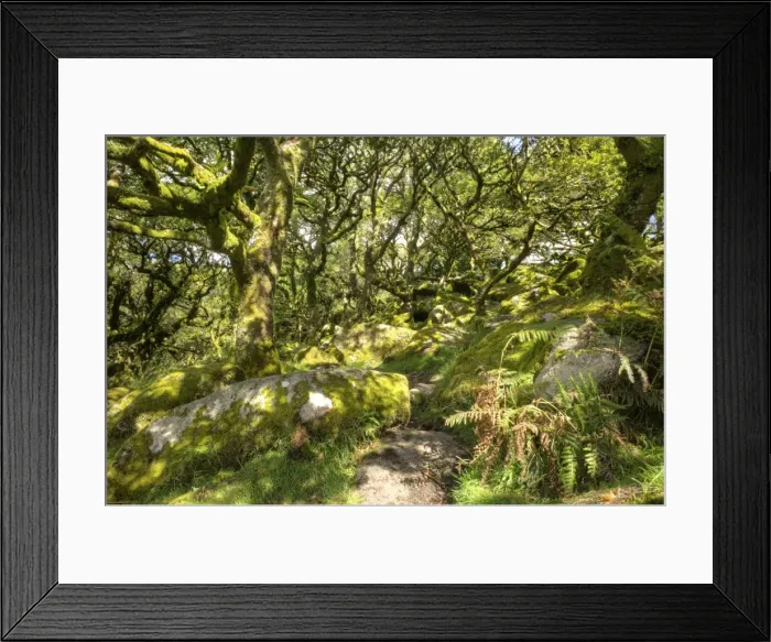 Framed Print : Wistmans Wood, ancient oak woodland, Dartmoor, Devon, England, United Kingdom, Europe Framed Print : Wistmans Wood, ancient oak woodland, Dartmoor, Devon, England, United Kingdom, Europe
