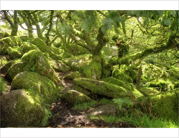 Wistmans Wood, ancient oak woodland, Dartmoor, Devon, England, United Kingdom, Europe
