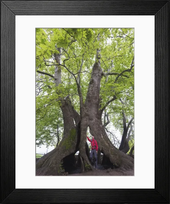 Framed Print : A 2000 year old Platan tree, independent Armenian enclave officially within Azerbaijan Framed Print : A 2000 year old Platan tree, independent Armenian enclave officially within Azerbaijan