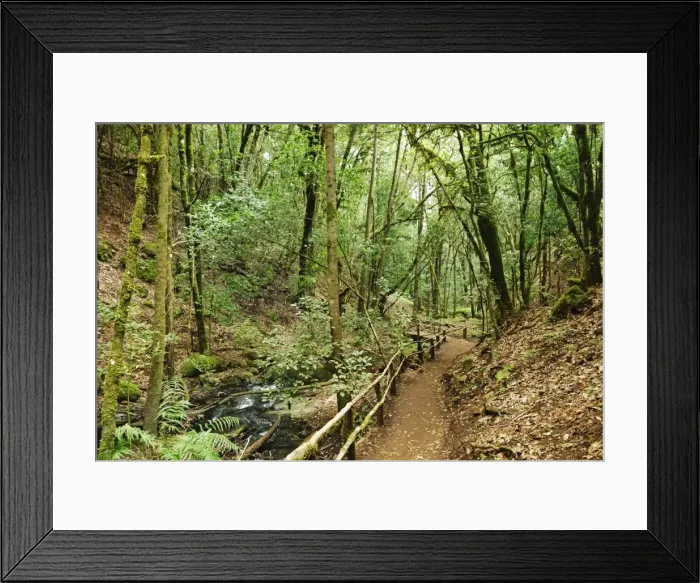 Framed Print : Laurel forest, Parque Nacional de Garajonay, UNESCO World Heritage Site, La Gomera Framed Print : Laurel forest, Parque Nacional de Garajonay, UNESCO World Heritage Site, La Gomera