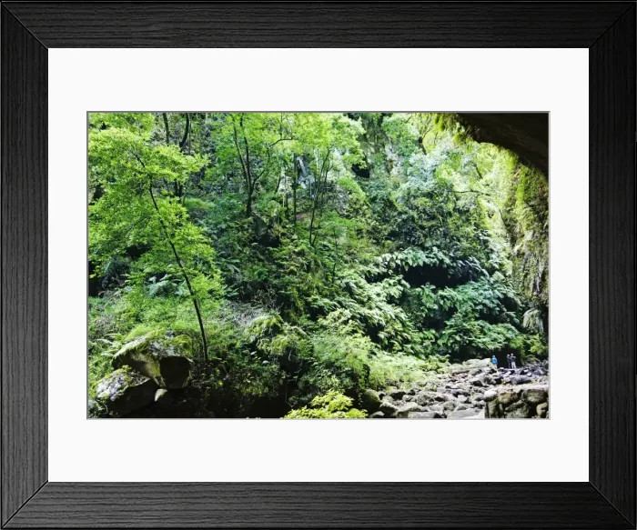 Framed Print : Laurel forest, Los Tilos Biosphere Reserve, La Palma, Canary Islands, Spain, Europe Framed Print : Laurel forest, Los Tilos Biosphere Reserve, La Palma, Canary Islands, Spain, Europe