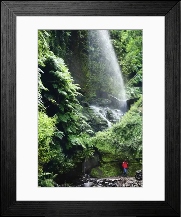 Framed Print : Laurel forest, Los Tilos Biosphere Reserve, La Palma, Canary Islands, Spain, Europe Framed Print : Laurel forest, Los Tilos Biosphere Reserve, La Palma, Canary Islands, Spain, Europe