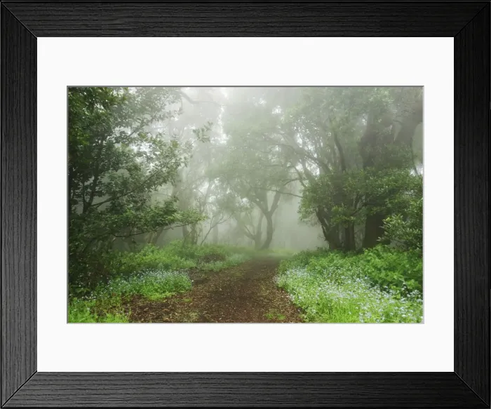 Framed Print : Laurel forest in fog, El Hierro, Canary Islands, Spain, Europe