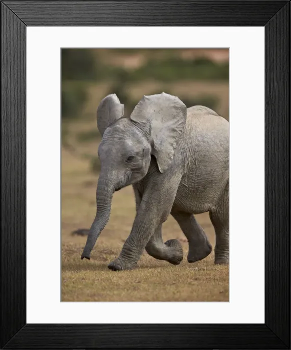Framed Print : Young African elephant (Loxodonta africana), Addo Elephant National Park, South Africa