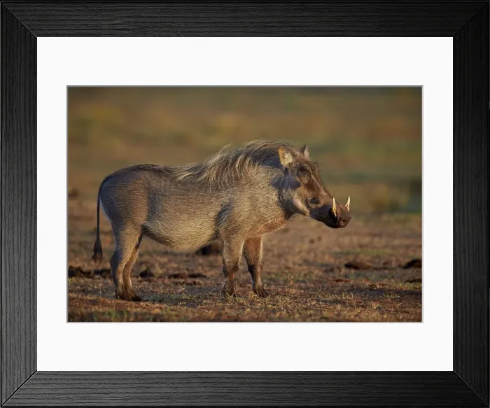 Framed Print : Warthog (Phacochoerus aethiopicus), Addo Elephant National Park, South Africa, Africa Framed Print : Warthog (Phacochoerus aethiopicus), Addo Elephant National Park, South Africa, Africa