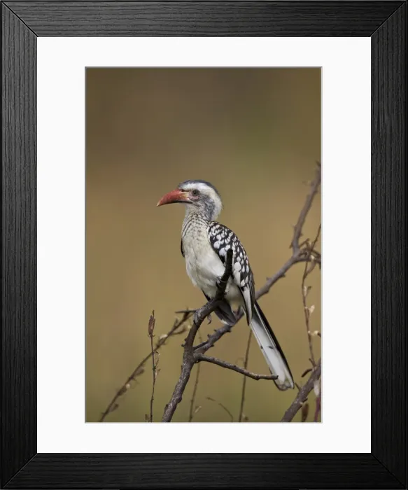 Framed Print : Southern red-billed hornbill (Tockus rufirostris), Kruger National Park, South Africa Framed Print : Southern red-billed hornbill (Tockus rufirostris), Kruger National Park, South Africa